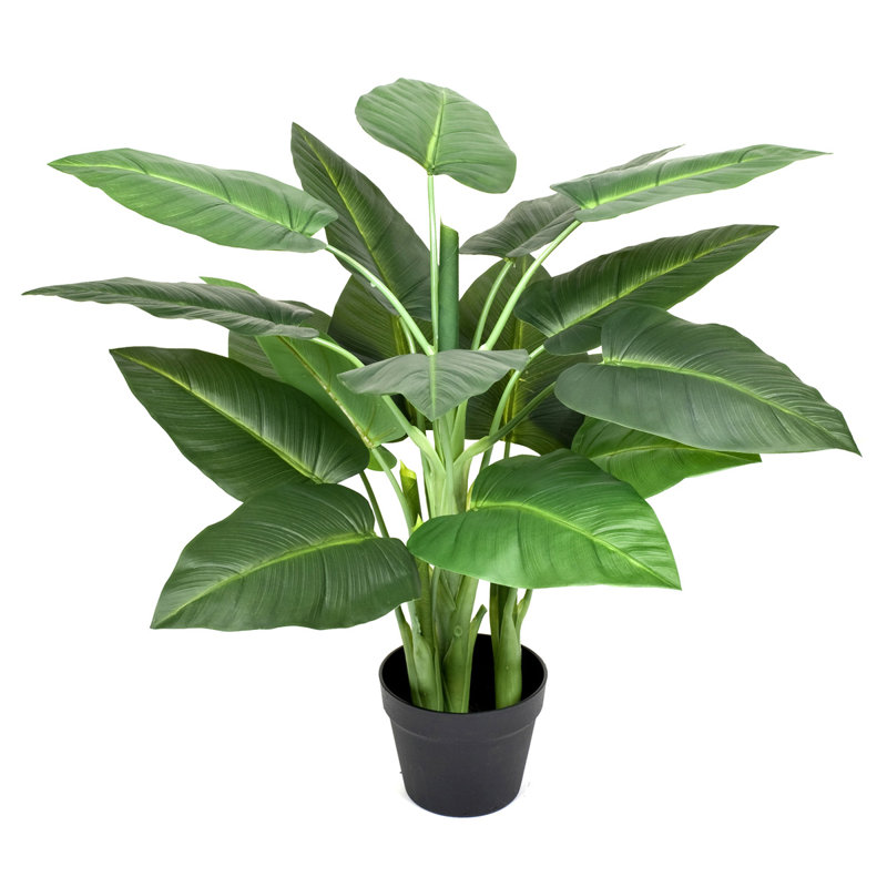 Plant, 110cm H x 35.5cm W x 19cm D