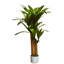 40 po Dracaena plante en pot blanc