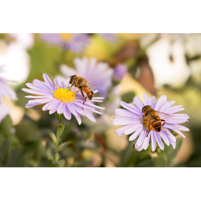 Hennie Bees Collecting Nectar by Tenra - Wrapped Canvas Print