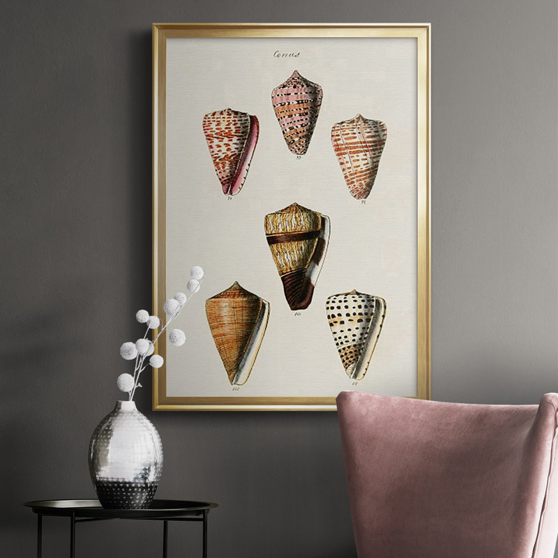 «Cone Shell Collection IV», reproduction encadrée de qualité supérieure - prête à être accrochée, Encadrement doré