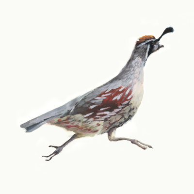 Running Quails I Painting by Fern Cassidy