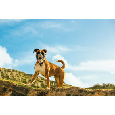 Zenna The Boxer by TEEWHYPHOTOS - Wrapped Canvas Print