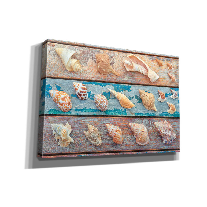 «Sea Snail Shells» par Cora Niele, art mural sur toile, H 18 po x l 26 po x P 0,75 po