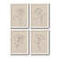 Floral Contour Study I - Ensemble de 4 reproductions d'art sur toile encadrées-511999915-511999916