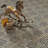 Kings 18" x 18" Ceramic Wall & Floor Tile