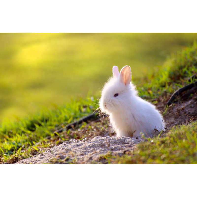 Cute Little Rabbit Peeking Out Of Hole. by Pixtawan - Wrapped Canvas Print, 51cm H x 76cm W x 3.8cm D