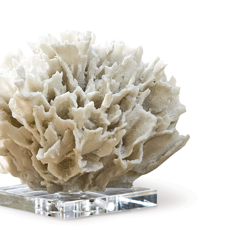 Ribbon Coral, White