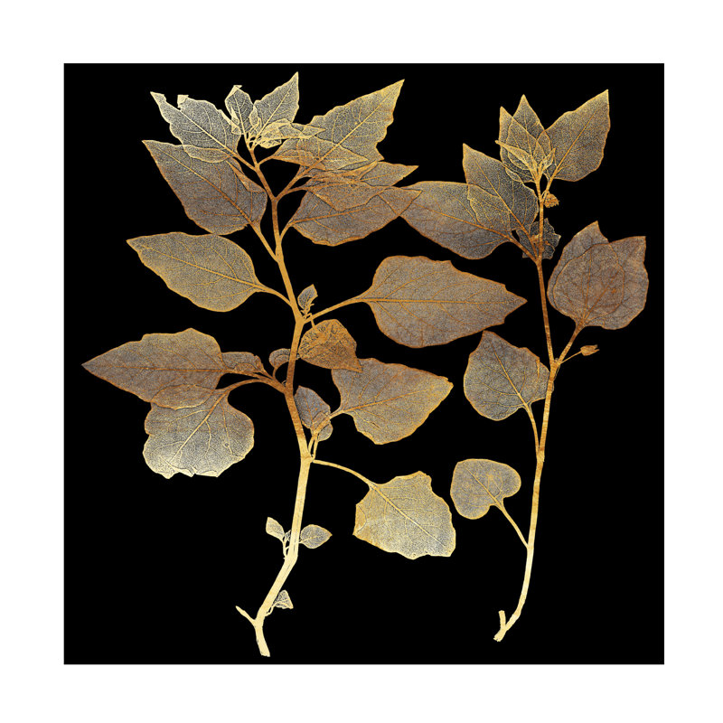 Art sur toile «Bachelor Tina Lavoie Garden I», H 24 po x l 24 po