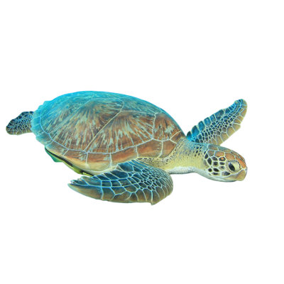 Sea Turtle Isolated - Wrapped Canvas Print
