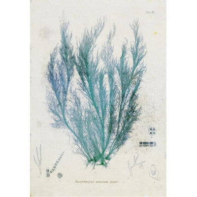 Polysiphonia par Henry Bradbury - impression