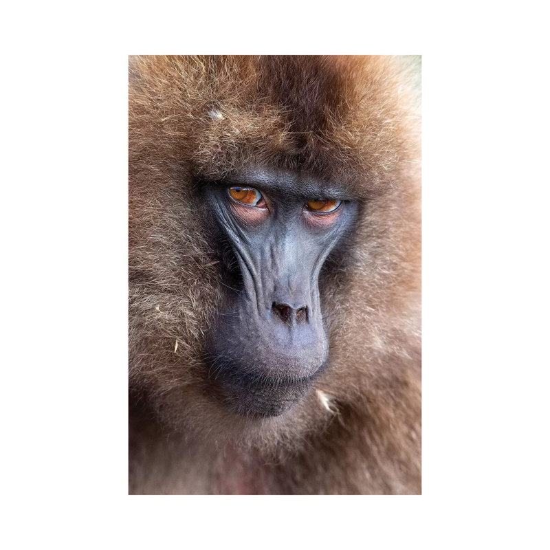 Gelada Female Scowl Ethiopia by Mogens Trolle - Wrapped Canvas Gallery-Wrapped Canvas Giclée