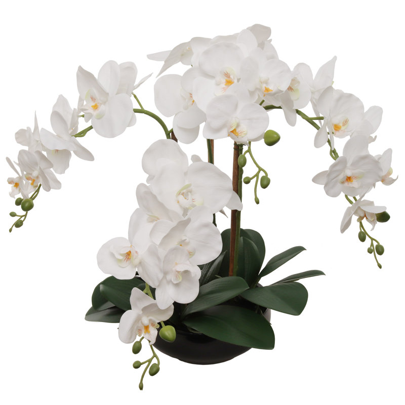 Orchidée blanche 20 po Phalaenopsis en pot rond noir