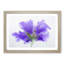 Purple Geranium Flower in Abstract - Picture Frame Graphic Art Print-55765156-55765155