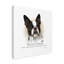 « boston terrier », reproduction d’impression sur toile tendue-26857104