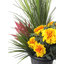Marigold Medows en pot