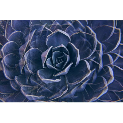 Succulent Rose Closeup by Kira-Yan - Wrapped Canvas Print