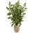 60'' Faux Palm Tree in Ceramic Planter