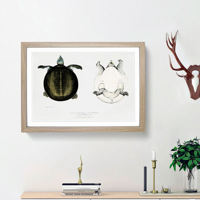 Javan Trionyx Turtle by John Edward Gray - Picture Frame Graphic Art Print