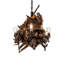 Driftwood 8 - Light Chandelier