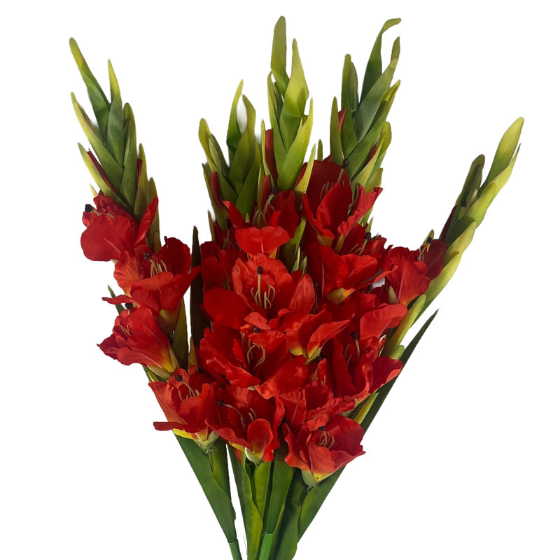 Antiqua Arrangement