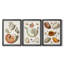 Collection de coquillages I - ensemble de 3 cadres photo sur toile-2017753909-2017753910