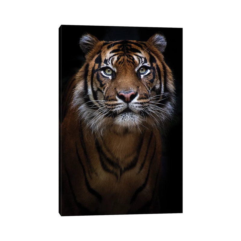 Sumatran Tiger Portrait by David Whelan - Wrapped Canvas Print, 101.6 cm H x 66.04 cm W x 3.175 cm D