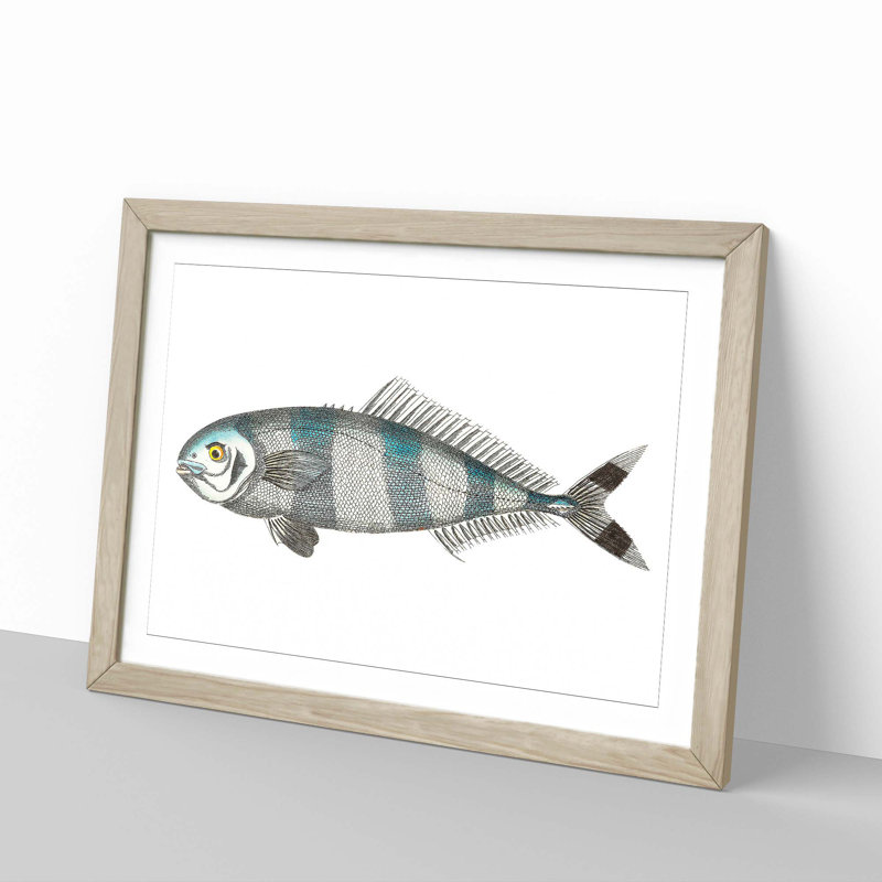Pilot Mackerel Fish by George Shaw - Framed Print, 27cm H x 36cm W x 2cm D, Oak Framed