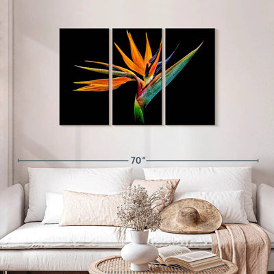 Harnek Peculiar Strelitzia