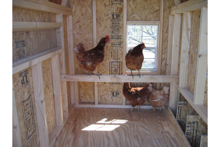 Inside of a chicken coop with four chickens and two standing on a roosting beam