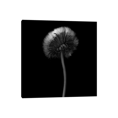 Pisenlit I, B&W by Magda Indigo - Wrapped Canvas Print