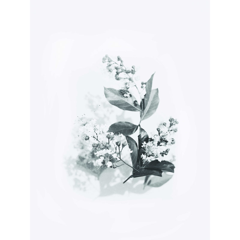 Photographie florale en noir et blanc, H 48 po x l 36 po