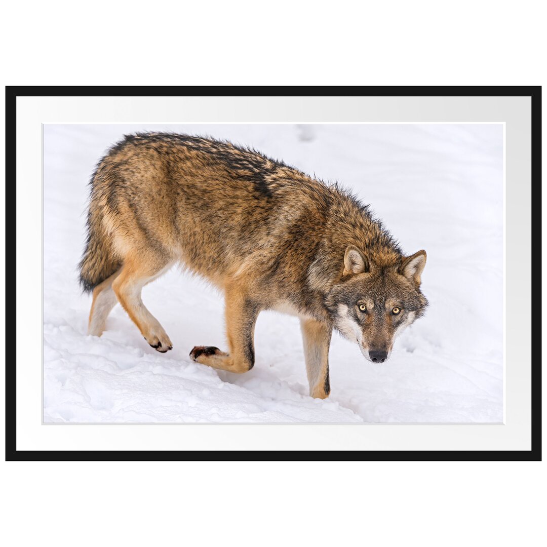 Gerahmtes Poster Seltener Wolf im Schnee