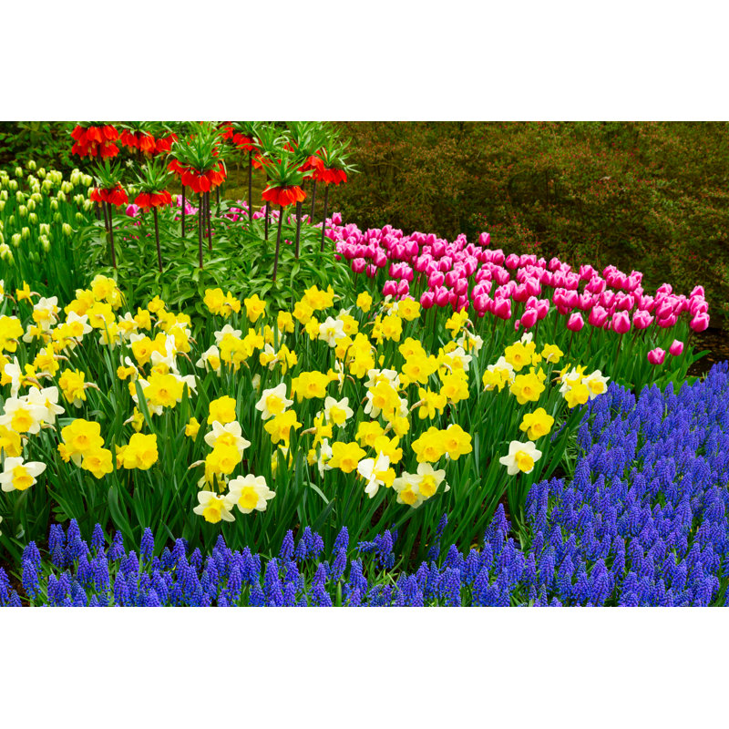 Aliquippa Aliquippa Fresh Lawn With Flowers by Neirfy - Wrapped Canvas Print, 30cm H x 46cm W x 3.8cm D