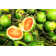 Betel Nut by Bwisutt - Wrapped Canvas Print