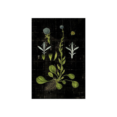 Botanical Study VI Print by Michelle Bennett