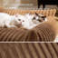 Canapé pour chat gris moyen-564955060-564955059