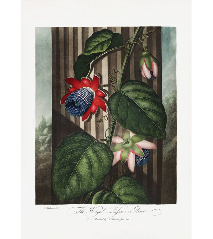 Wrapped Canvas Print, 76.2cm H x 50.8cm W