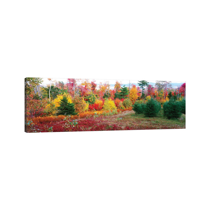 Christmas Trees and Fall Colors, Lincolnville, Waldo County, Maine, USA 1 Piece Wrapped Canvas Panoramic Wall Art