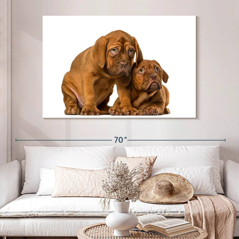 Chiots mastiff français, H 34 po x l 51 po
