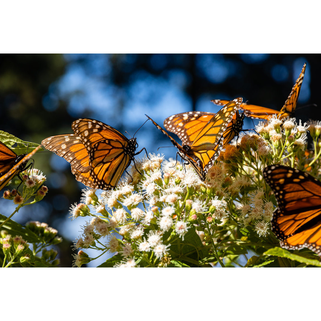 Monarch Schmetterlinge von Maximilian Winter - Leinwandbild