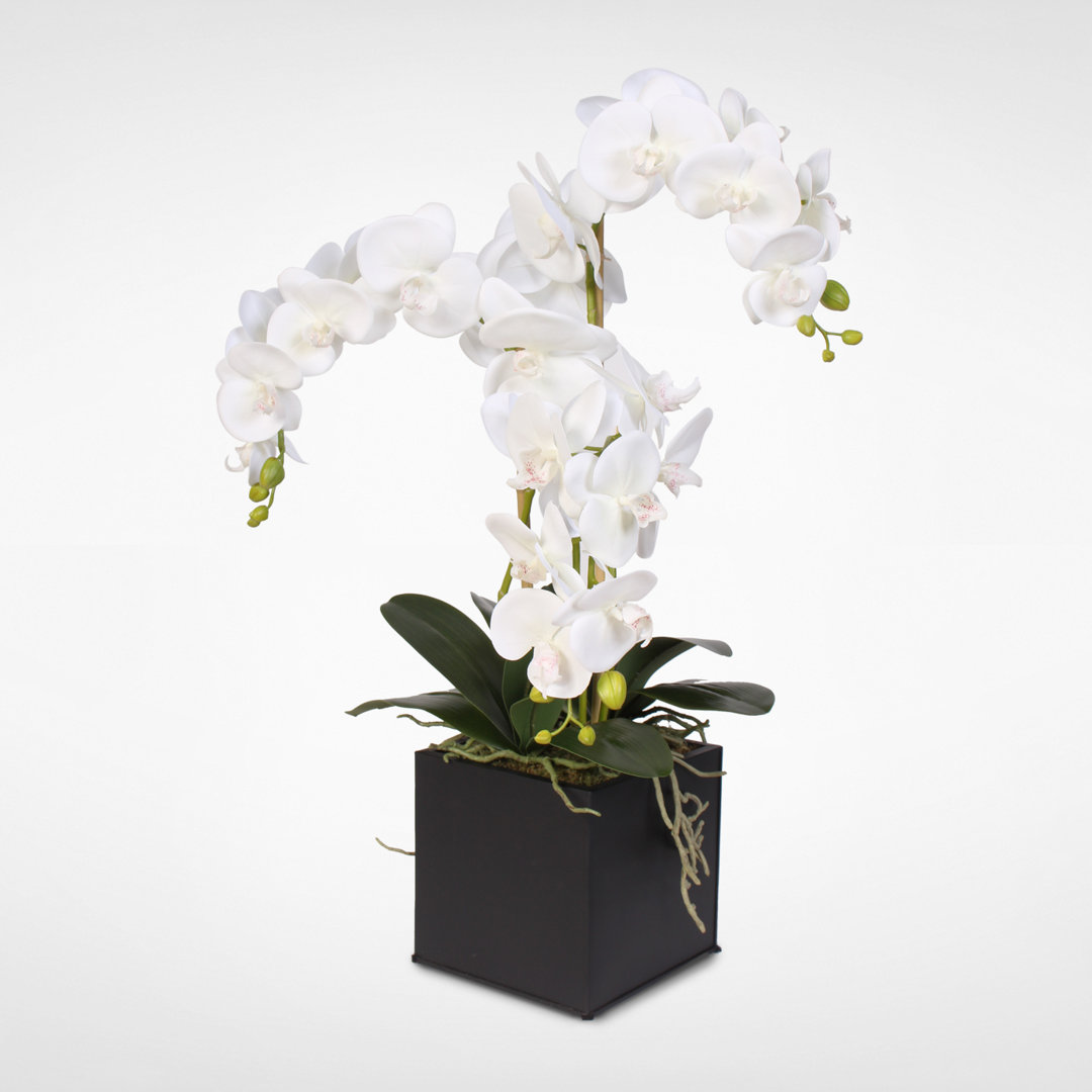 Orchid Arrangement in Planter Orren Ellis