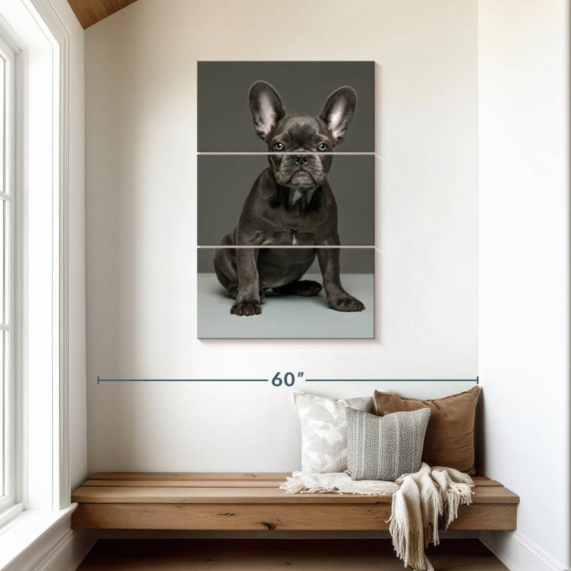 Chiot bouledogue français Brampt, H 45 po x l 28 po