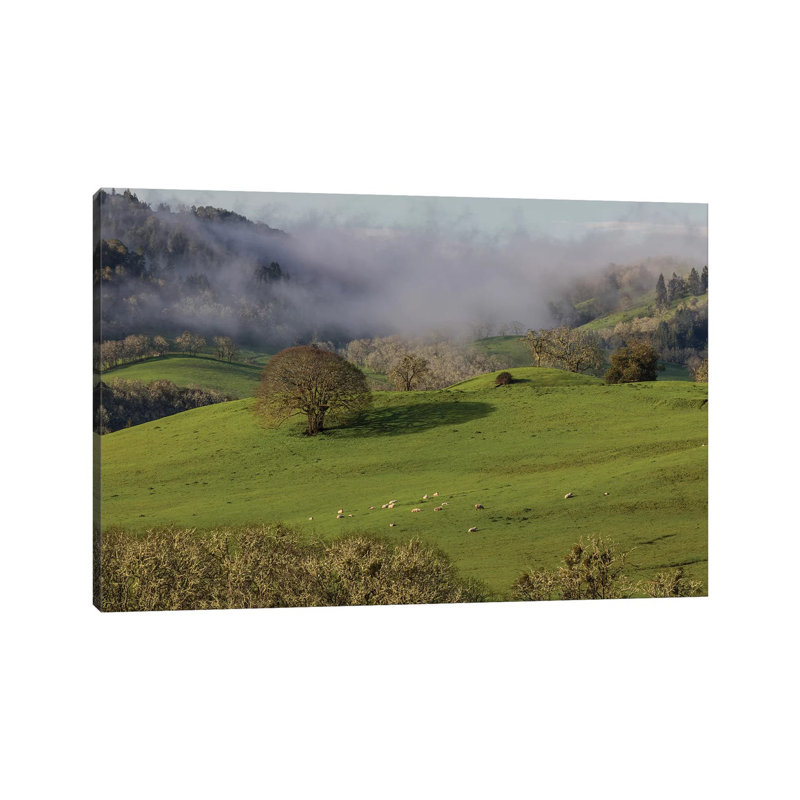 USA, Oregon, Whistler's Bend County Park. Overview Of Sheep In Pasture. by Jaynes Gallery - Wrapped Canvas Gallery-Wrapped Canvas Giclée