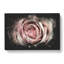Pink Rose Flower Vol.3 - Wrapped Canvas-61877543