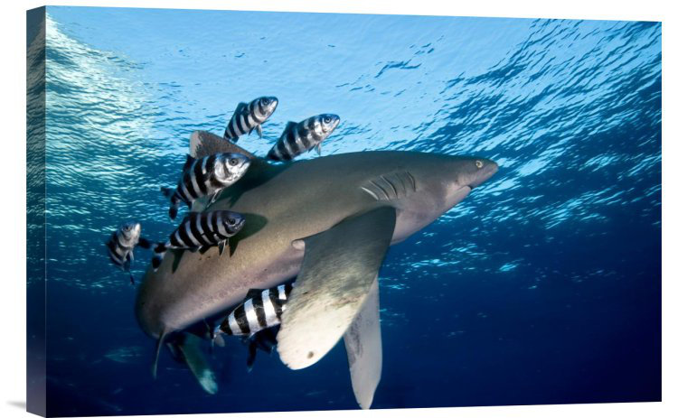 " Oceanic White-Tip Shark Close To The Surface ", 12" H x 18" W, Wrapped Canvas