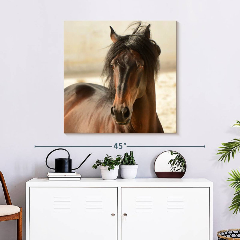 Brampt Brown Casanova, 30" H x 30" W