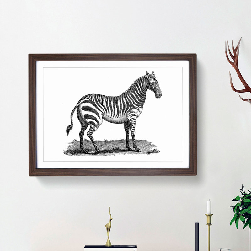 Zebra in Black & White by George Shaw - Picture Frame Drawing Print, 48cm H x 65cm W x 2cm D, Walnut Framed