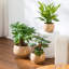 Ceramic Pot Planter-534234029-534234028