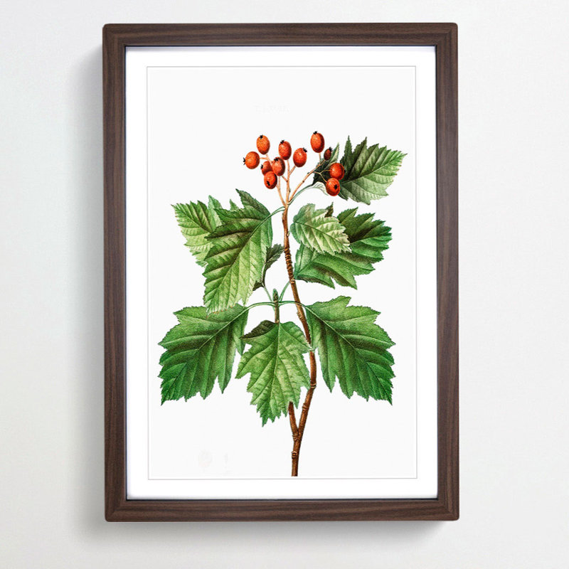 Hawthorn Berry Tree by Pierre-Joseph Redoute - Picture Frame Painting Print, 36cm H x 27cm W x 2cm D, Walnut Framed