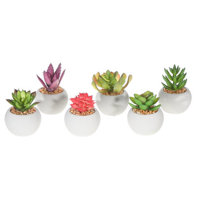 Centre de plantes succulentes en pot